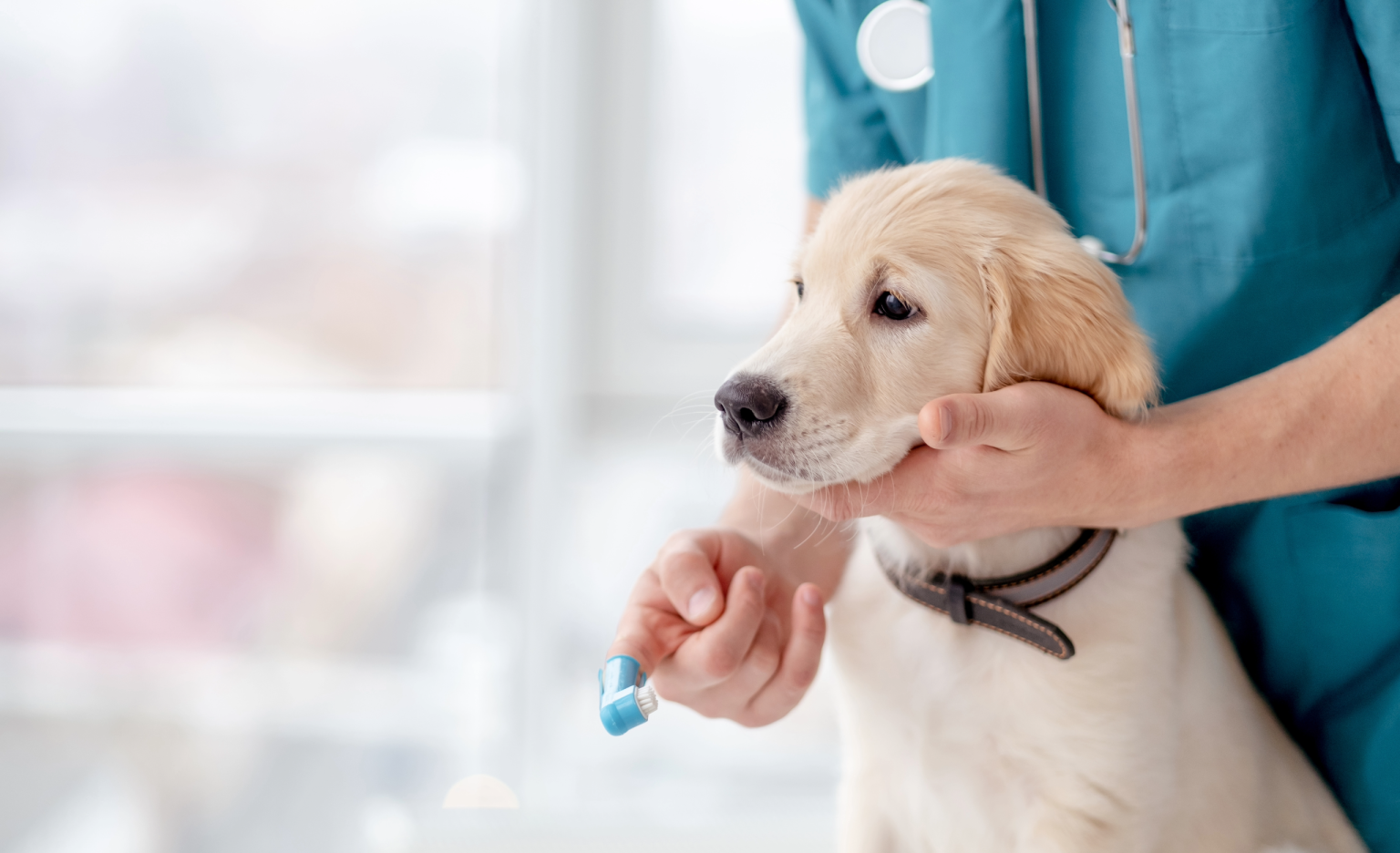 Homestead Veterinary Clinic